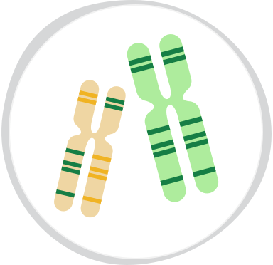 Variations to chromosomes as a cause of genetic disease depicted as four dots in a circle icon