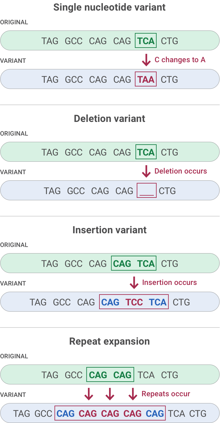 TCA changes to TAA. Then TCA is deleted. Next TCC is inserted between CAG and TCA. 3 new CAGs are inserted into in a series